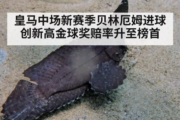 皇马中场新赛季贝林厄姆进球创新高金球奖赔率升至榜首