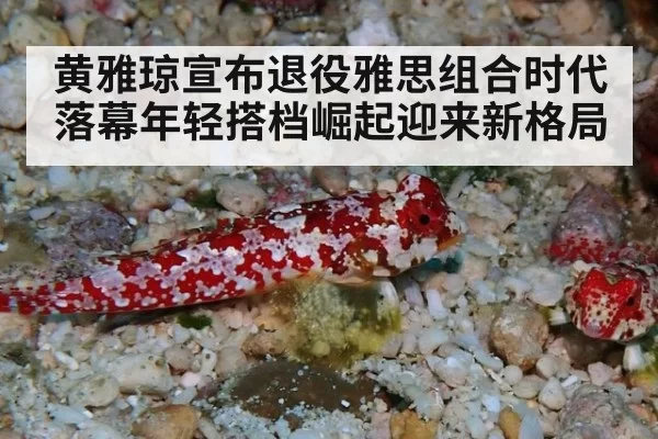 黄雅琼宣布退役雅思组合时代落幕年轻搭档崛起迎来新格局